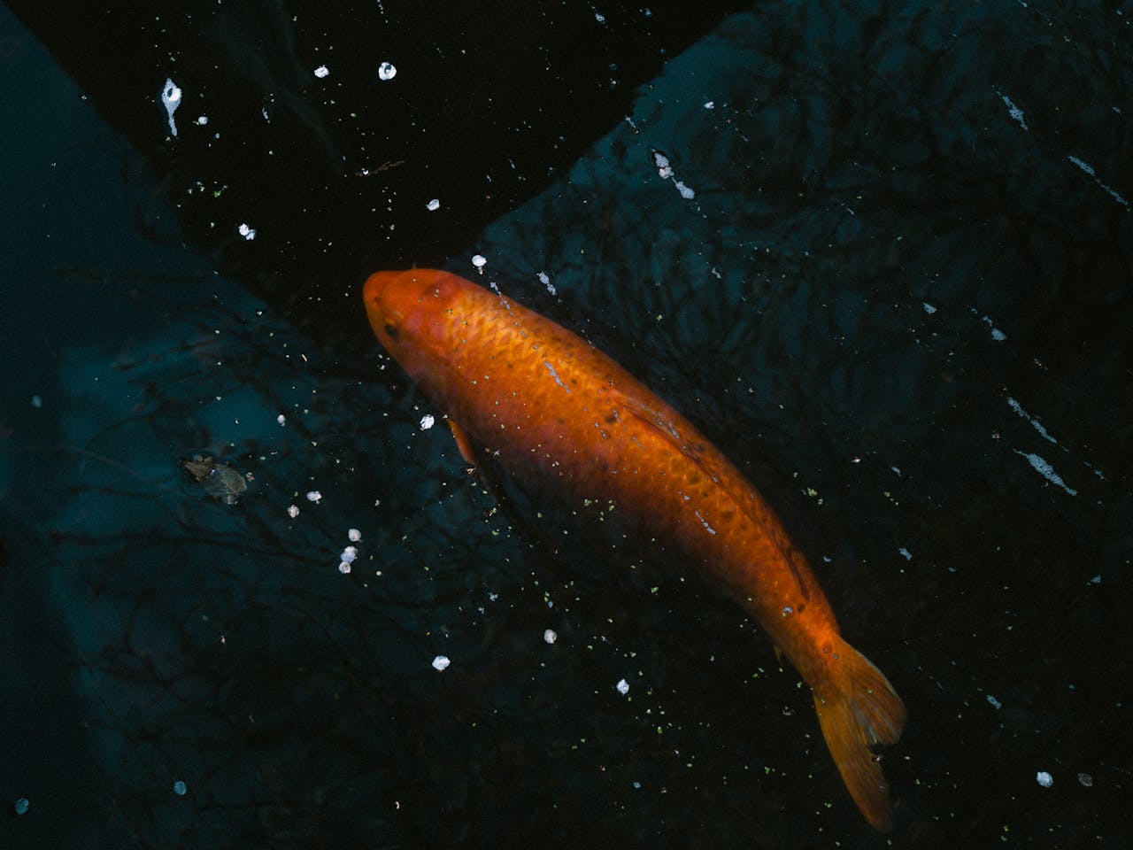 Goldfish Swimming in Water